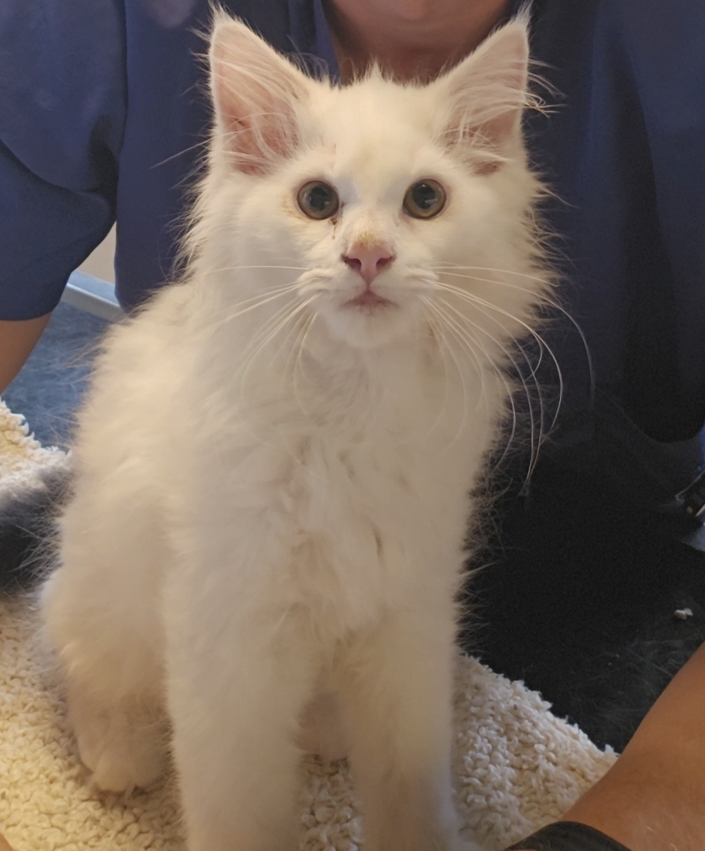 Koentje, het mishandelde Maine Coon-kitten